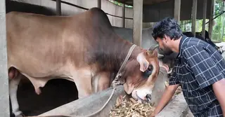 ঈদের বাজারে প্রস্তুত জামালপুরের পশু; লাভবান হওয়ার আশায় খামারিরা